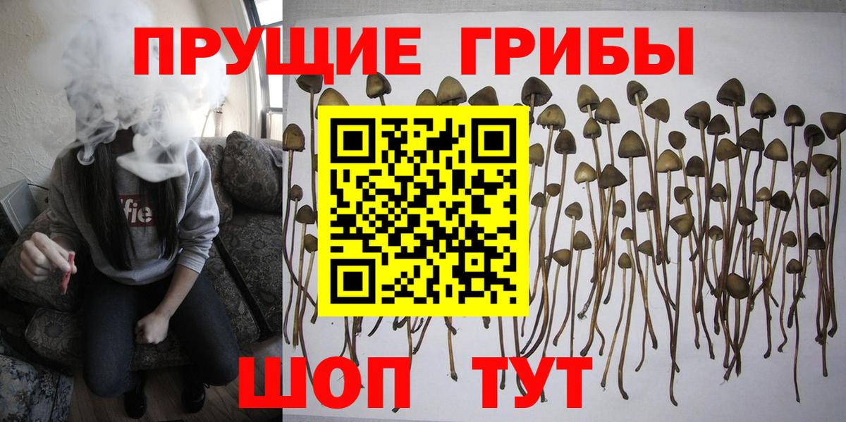 Галлюциногенные грибы Psilocybine cubensis Петрозаводск